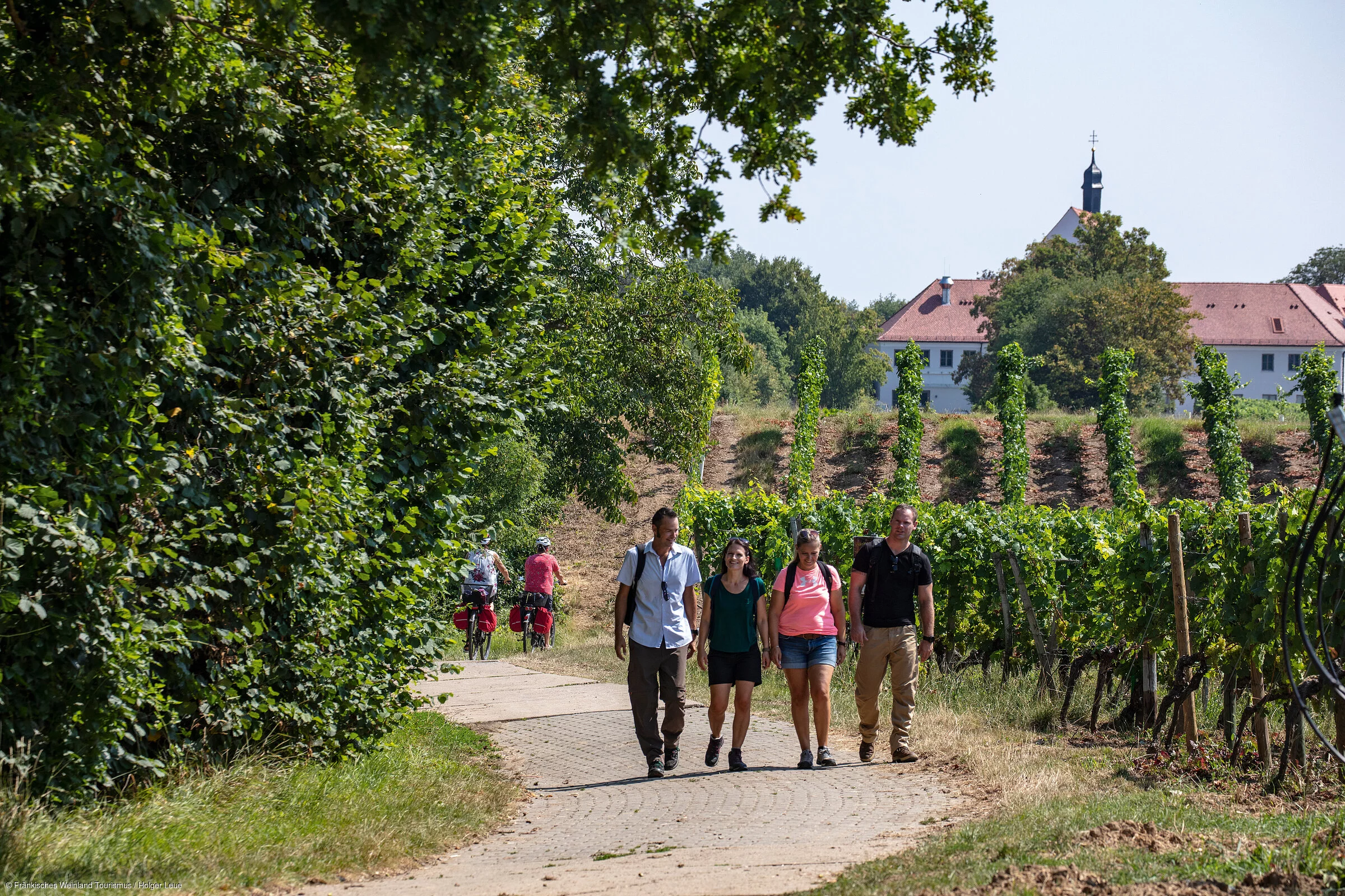 Wandern bei der Vogelsburg (Volkach/Fränkisches Weinland)