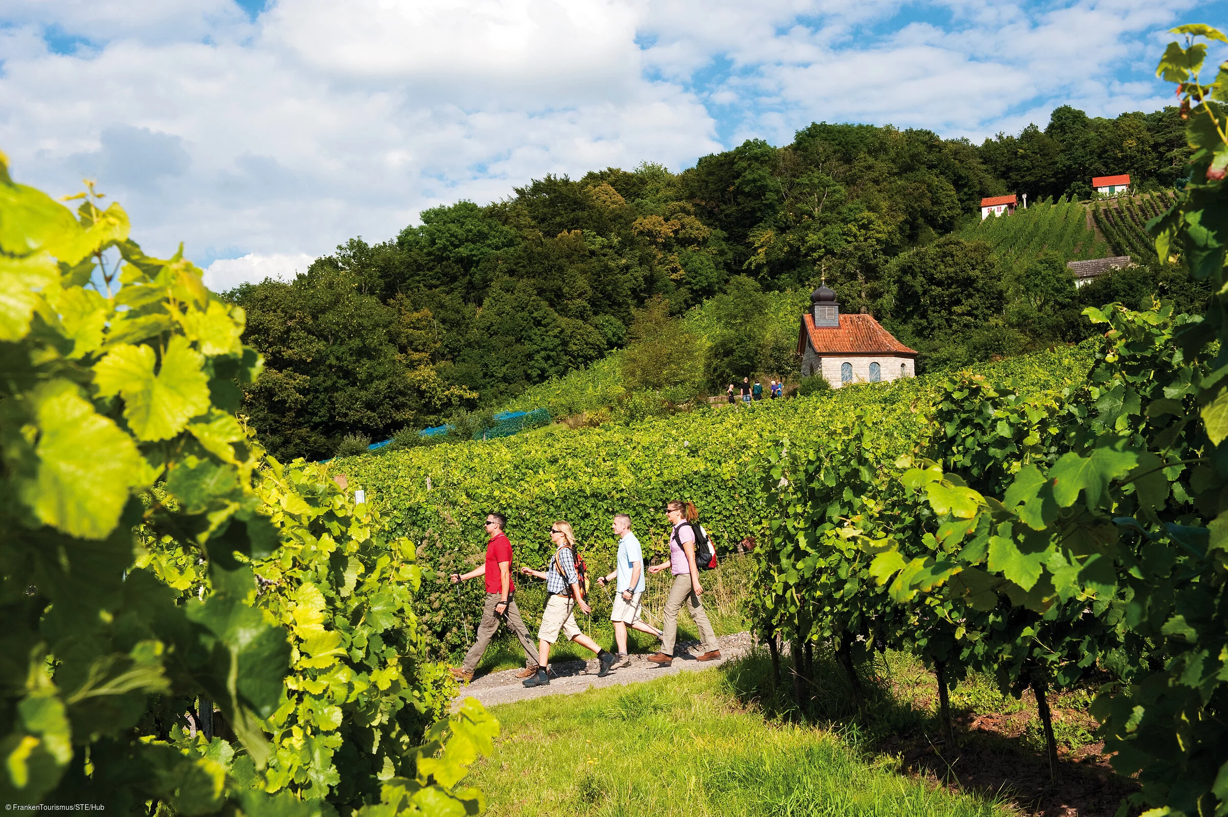 Weinberge am Falkenberg (Donnersdorf/Steigerwald) Weinberge am Falkenberg
