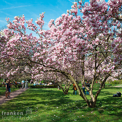 aschaffenburg_159_spessart-mainland_aschaffenburg_magnolienblueten.jpg