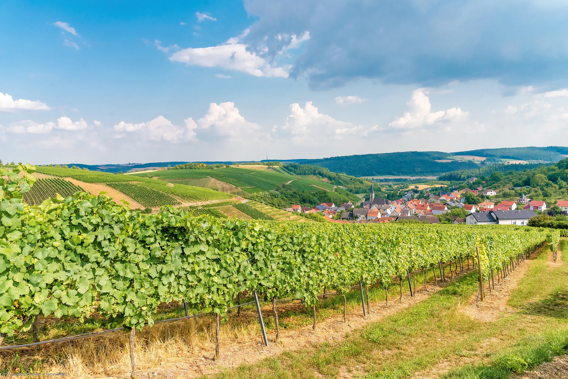 Weinberge bei Beckstein (Lauda-Königshofen/Liebliches Taubertal)