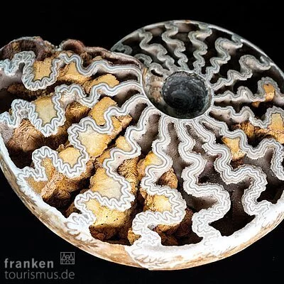 Sonderausstellung Ammonite Masterpieces