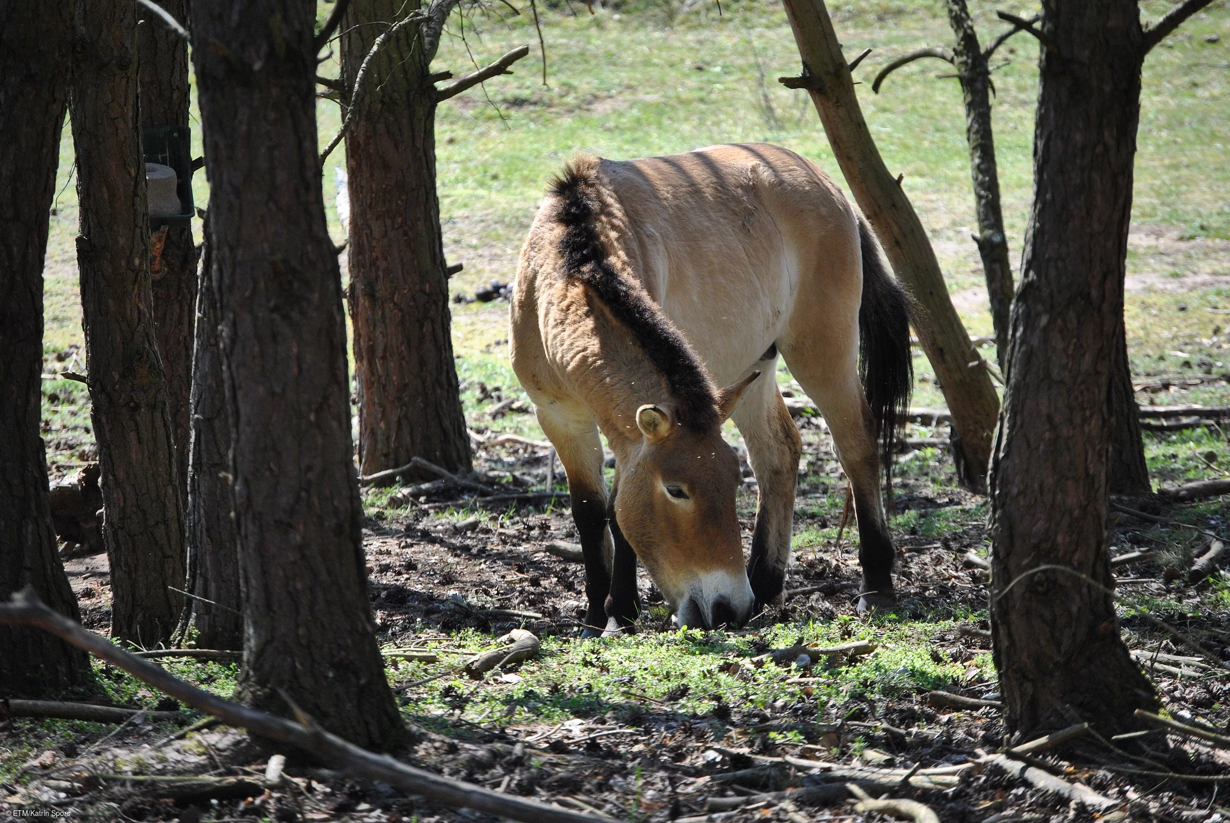 Wildpferde im Tennenloher Forst