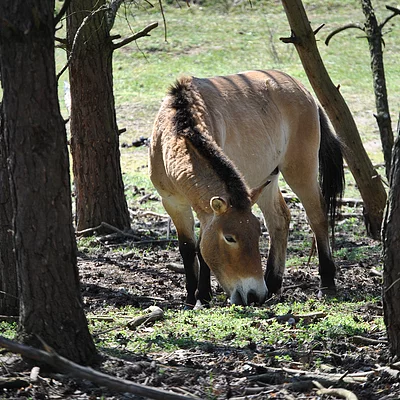 Wildpferde im Tennenloher Forst