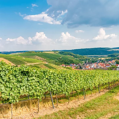 Weinberge bei Beckstein (Lauda-Königshofen/Liebliches Taubertal)