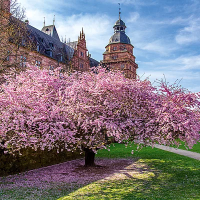 Kirschblüten vor Schloss Johannisburg (Aschaffenburg, Spessart-Mainland)