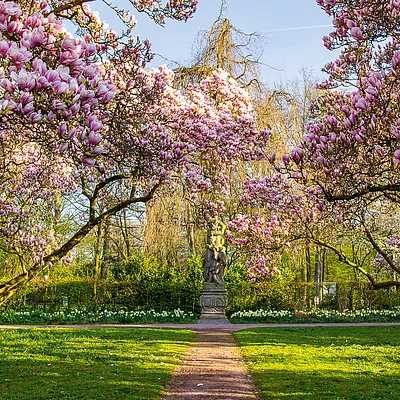 Magnolienblüten (Aschaffenburg, Spessart-Mainland)