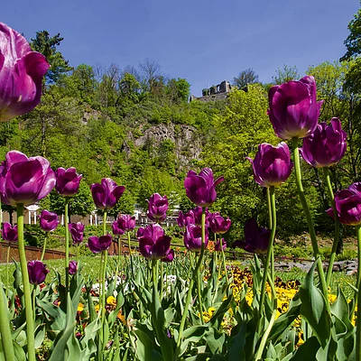 Blumenpracht im Kurpark (Bad Berneck, Fichtelgebirge)