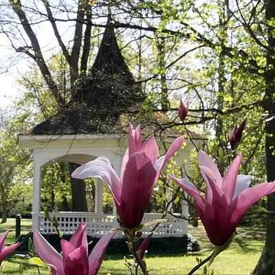 Pavillon im Kurpark im Frühling