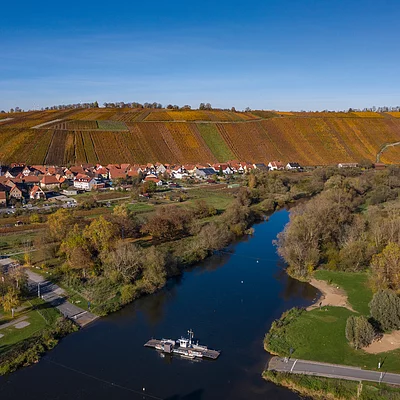 Mainfähre zwischen Nordheim a.Main und Escherndorf (Nordheim a.Main/Fränkisches Weinland)