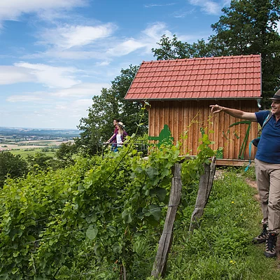 Geschichtsweinberg (Iphofen/Fränkisches Weinland)