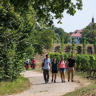 Wandern bei der Vogelsburg (Volkach/Fränkisches Weinland)