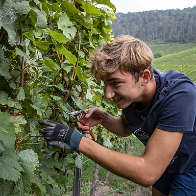 Weinlese (Iphofen/Fränkisches Weinland)