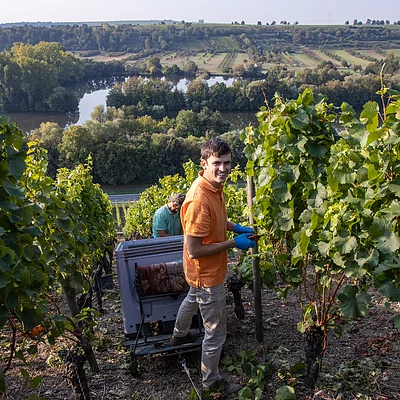 Weinlese (Volkach/Fränkisches Weinland)