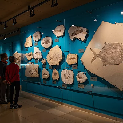 Fossilienausstellung im Bürgermeister-Müller-Museum (Solnhofen/Naturpark Altmühltal)