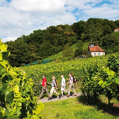 Weinberge am Falkenberg