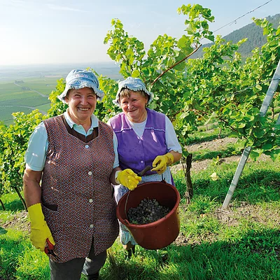 Weinlese bei Iphofen (Rödelsee)