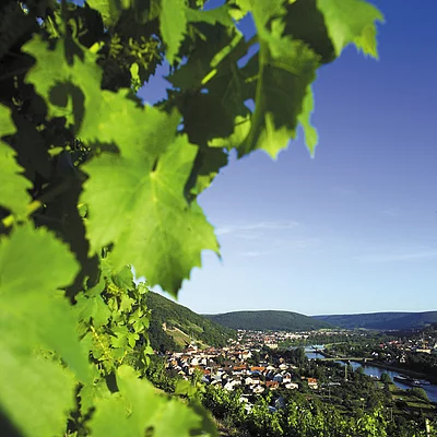 Weinberge bei Klingenberg