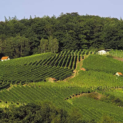 Weinlage Alzenau, OT Michelbach