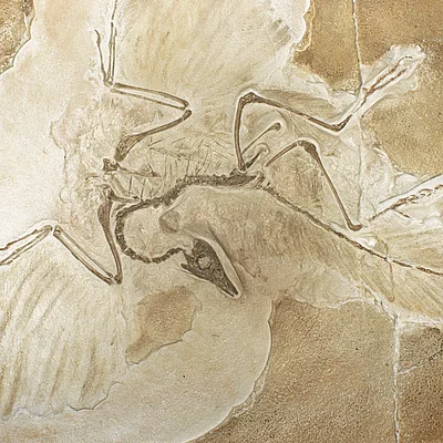 Original des Urvogels Archaeopteryx im Jura-Museum auf der Willibaldsburg (Eichstätt, Naturpark Altmühltal)