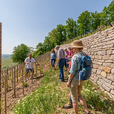 Geschichtsweinberg in Iphofen