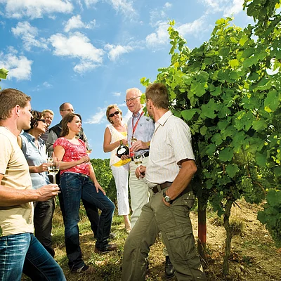 Weinprobe in den Weinbergen bei Stammheim mit Weindozent