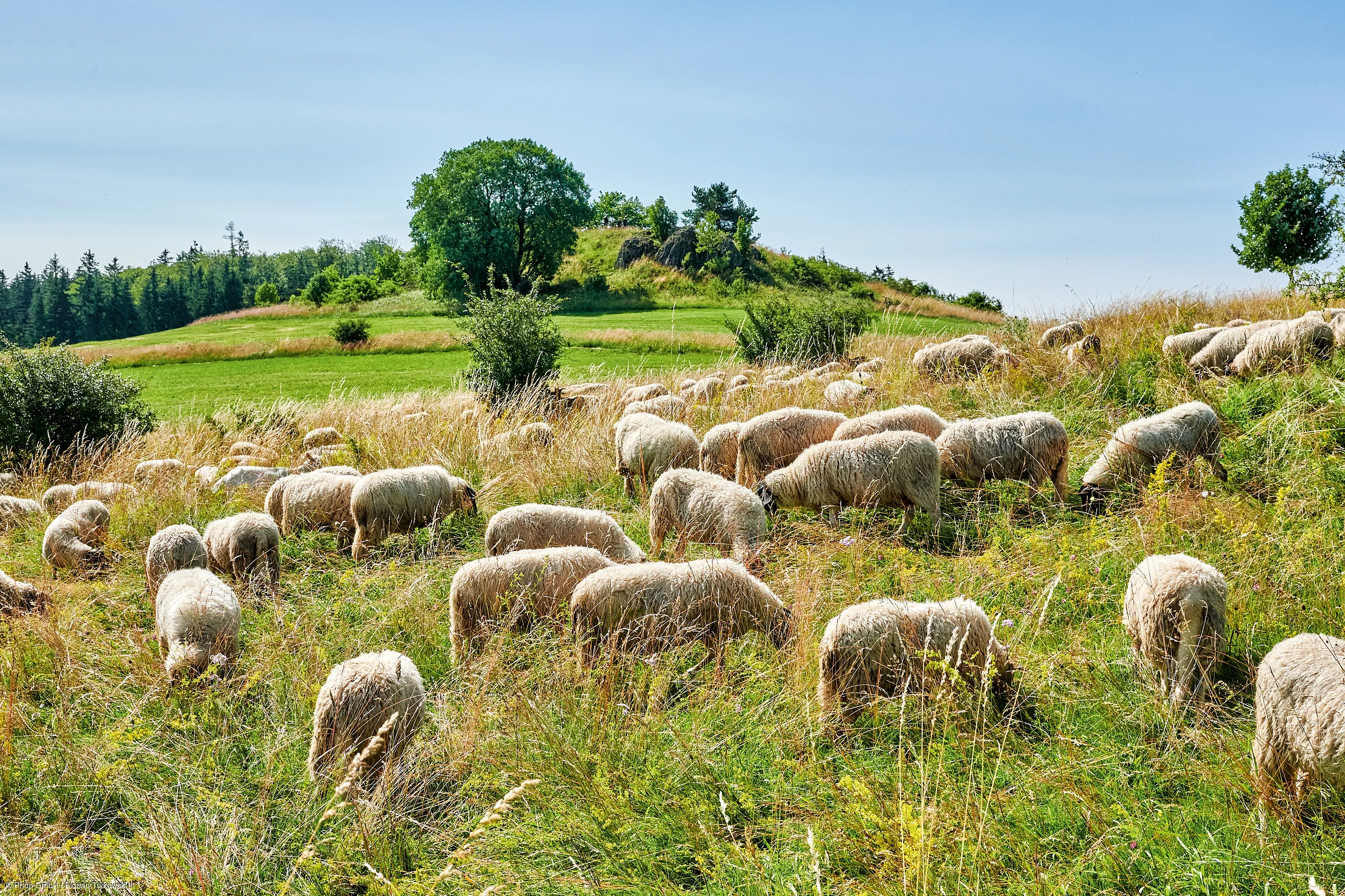 Schafherde grast auf einer Wiese mit Hügeln und Bäumen unter blauem Himmel.
