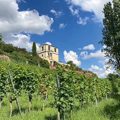 Weinreben auf einem Hügel mit einem gelben Gebäude und blauem Himmel mit Wolken im Hintergrund.