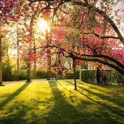 Park mit blühendem Baum und Sonnenlicht, drei Personen gehen auf einem Weg entlang eines Heckenwalls