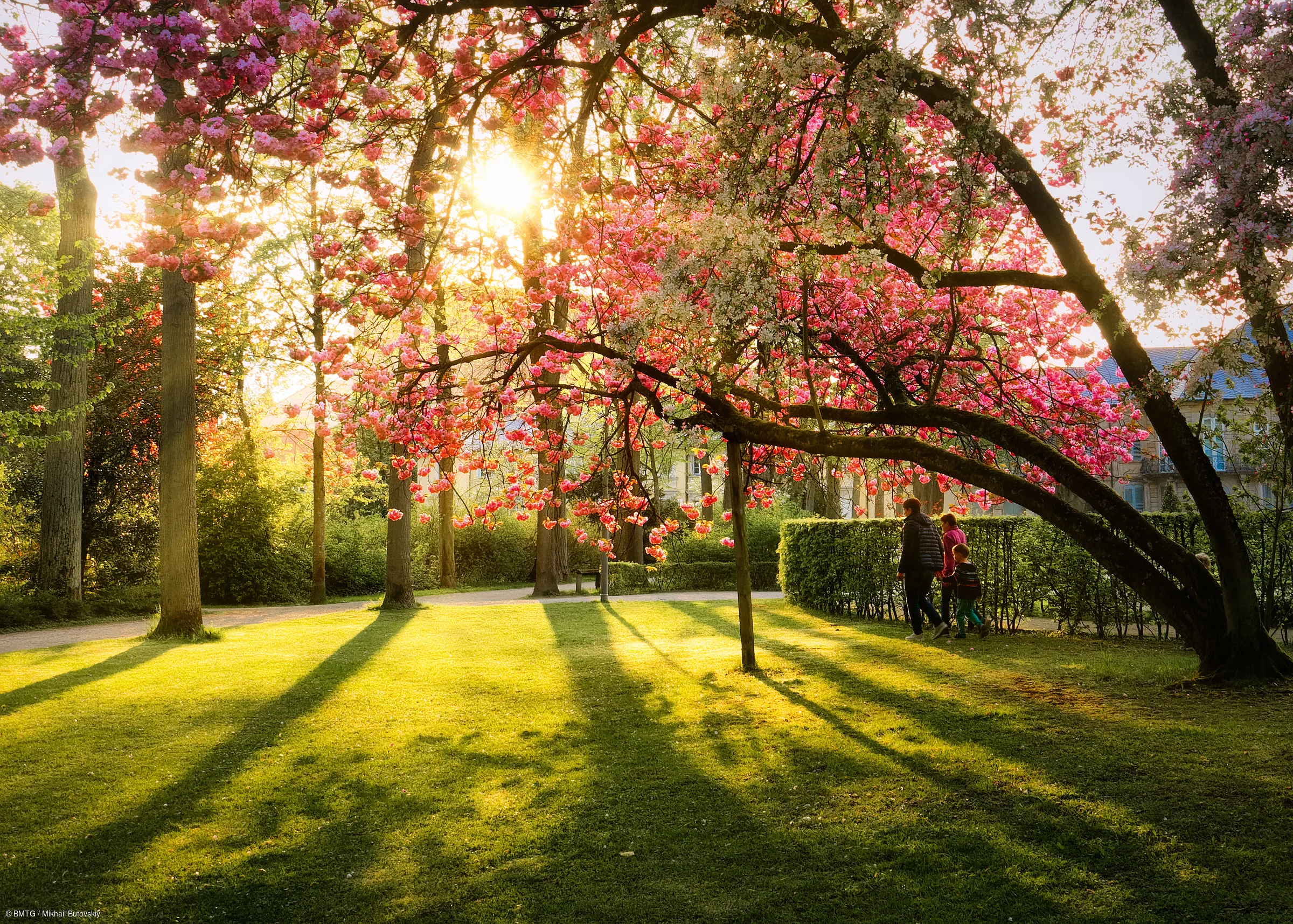 Park mit blühendem Baum und Sonnenlicht, drei Personen gehen auf einem Weg entlang eines Heckenwalls