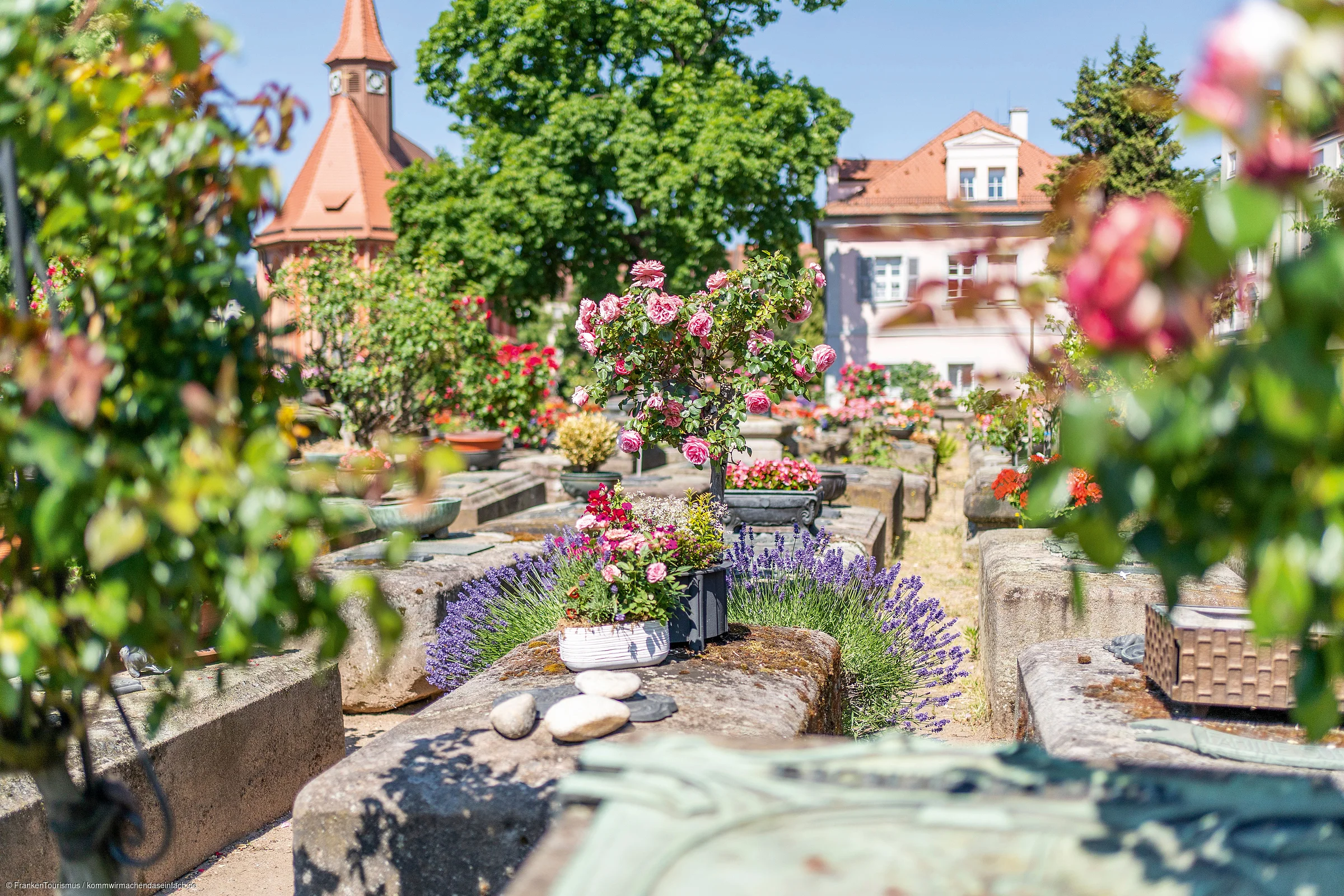Blumen und Pflanzen auf Gräbern in einem Friedhof bei Sonnenschein, im Hintergrund Gebäude und Bäume.