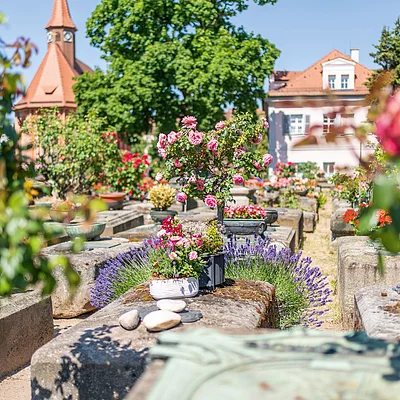 Blumen und Pflanzen auf Gräbern in einem Friedhof bei Sonnenschein, im Hintergrund Gebäude und Bäume.