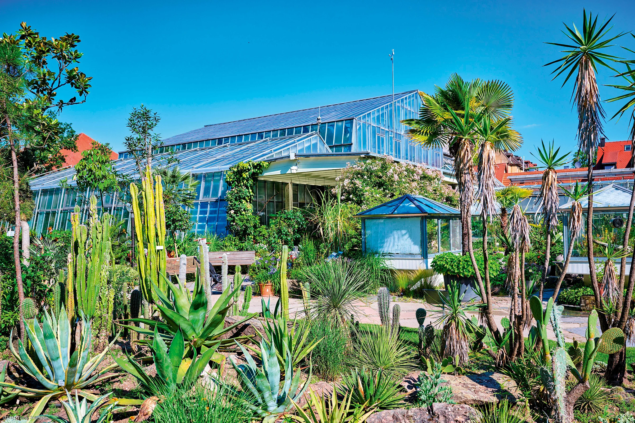 Botanischer Garten mit verschiedenen Kakteen und Sukkulenten vor einem großen Gewächshaus unter blauem Himmel.