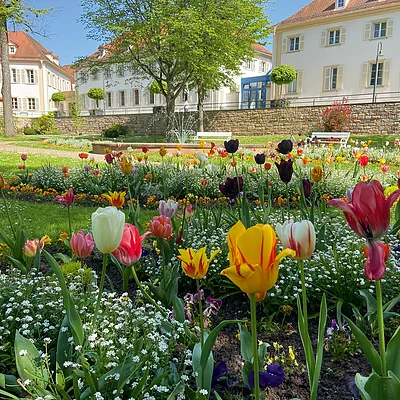 Bunte Tulpen und andere Blumen in einem Park vor weißen Gebäuden mit Bäumen und Springbrunnen.