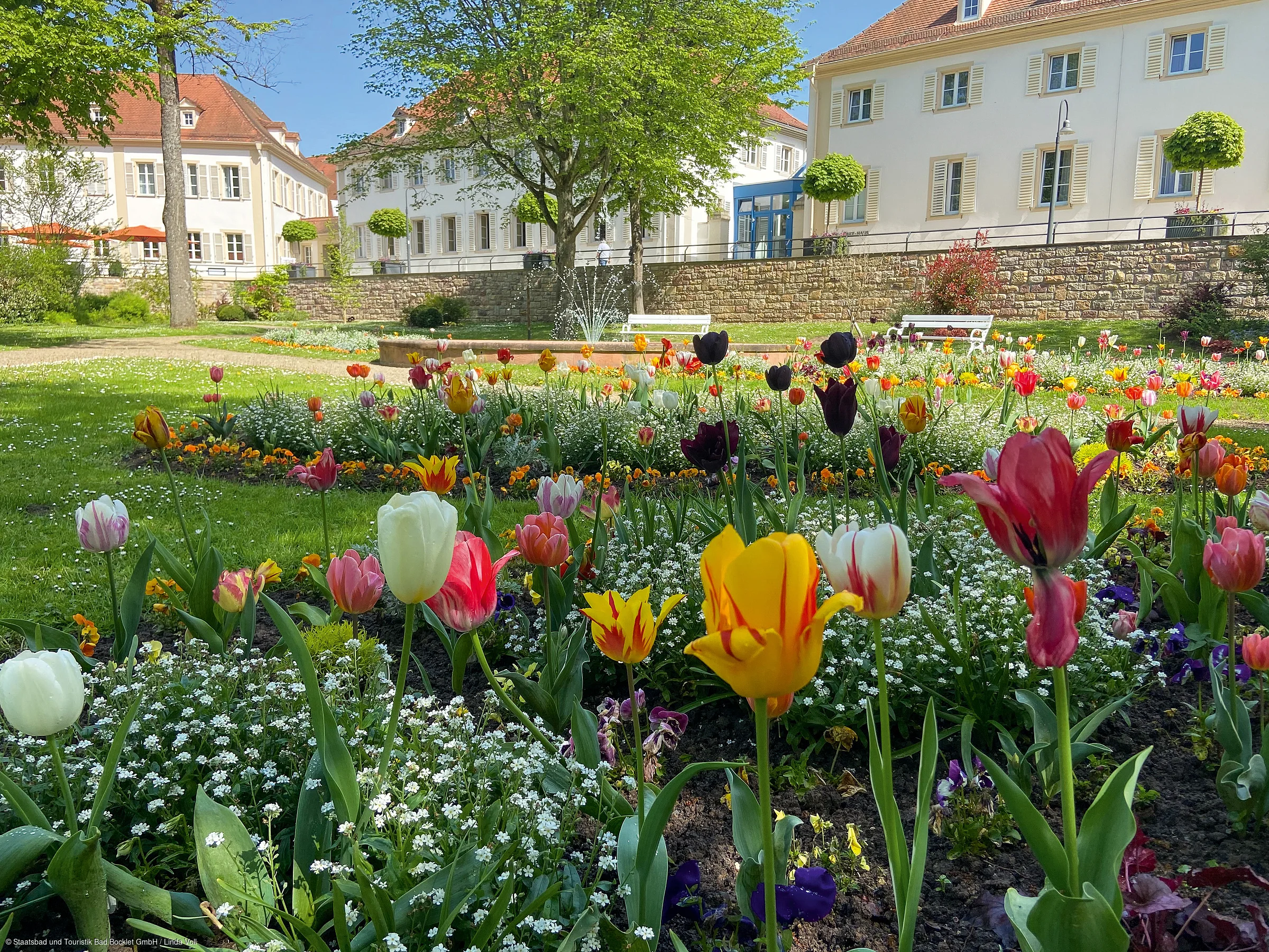 Bunte Tulpen und andere Blumen in einem Park vor weißen Gebäuden mit Bäumen und Springbrunnen.