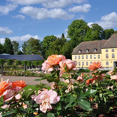 Rosenblüten in einem Garten vor einem gelben Gebäude mit Dach und Bäumen im Hintergrund bei blauem Himmel.