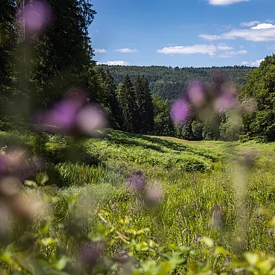 Grüne Wiese mit Bäumen im Hintergrund und unscharfen lila Blumen im Vordergrund unter blauem Himmel.