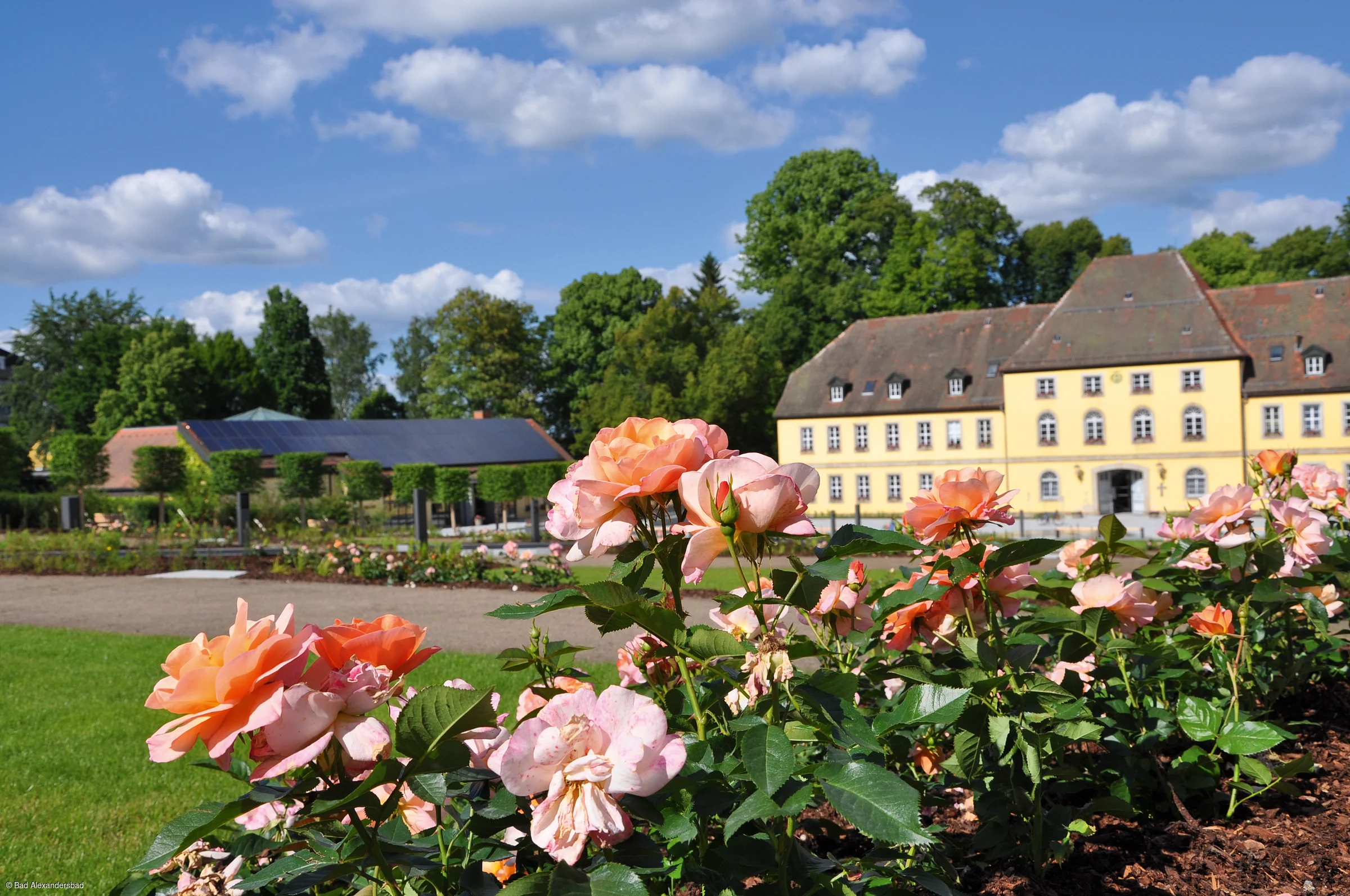 Rosenblüten in einem Garten vor einem gelben Gebäude mit Dach und Bäumen im Hintergrund bei blauem Himmel.
