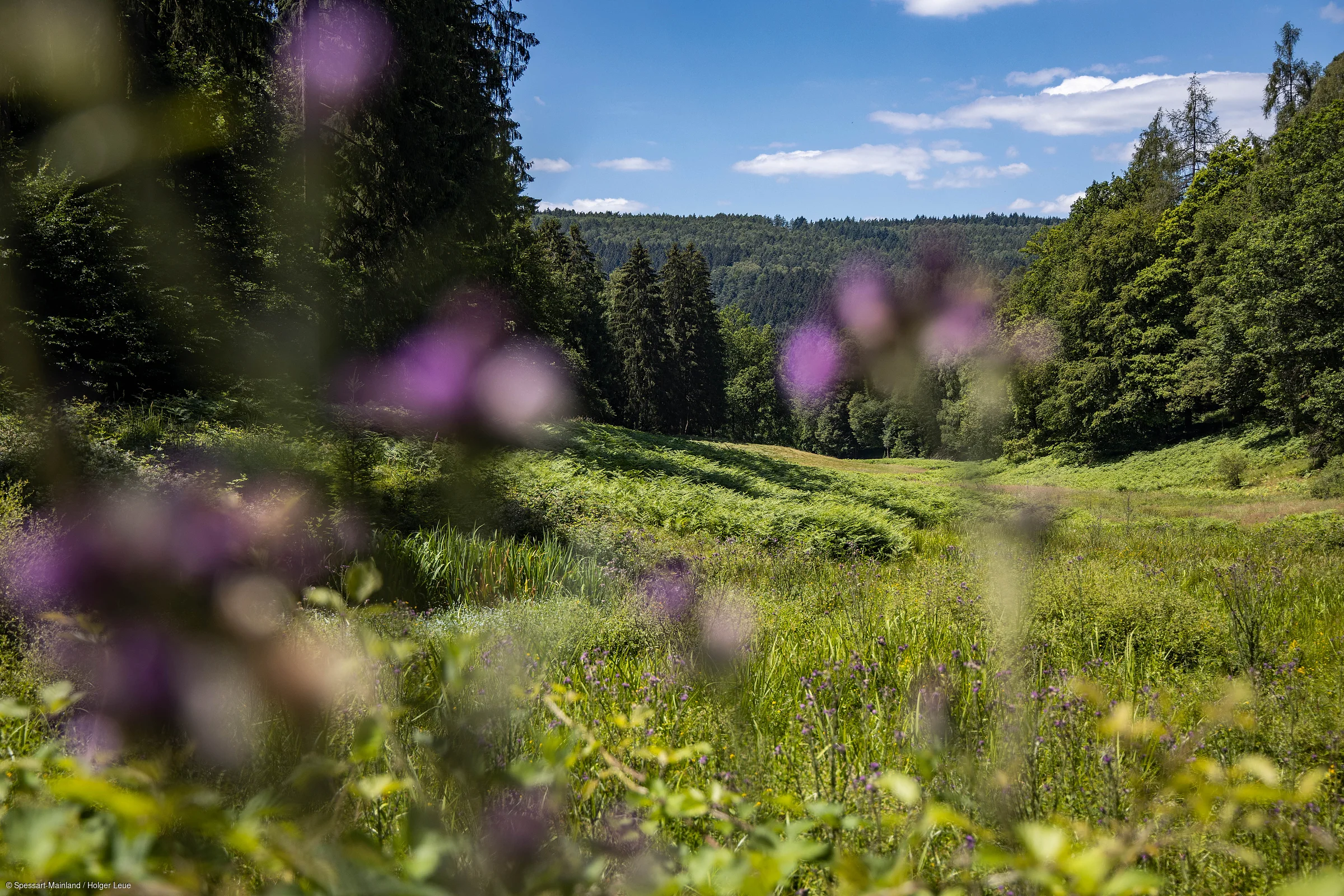 Grüne Wiese mit Bäumen im Hintergrund und unscharfen lila Blumen im Vordergrund unter blauem Himmel.