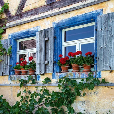 Fassadenansicht mit zwei Fenstern, blauen Fensterrahmen, roten Blumen in Töpfen und Weinreben an gelber Hauswand.