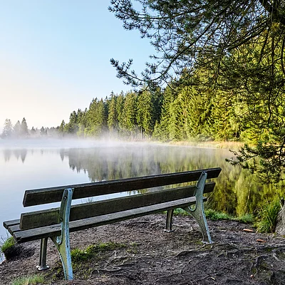 Bank am Ufer eines nebligen Sees mit Wald im Hintergrund und Baum rechts im Bild