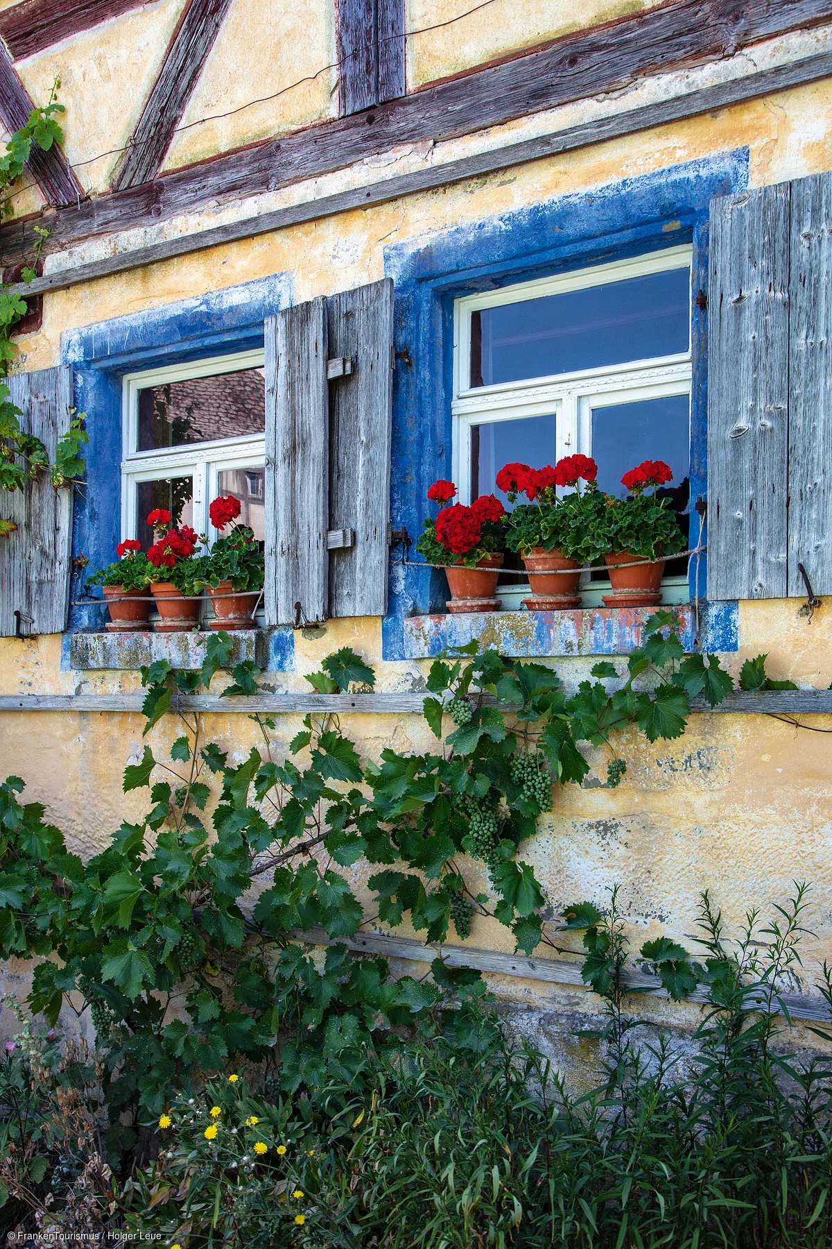 Fassadenansicht mit zwei Fenstern, blauen Fensterrahmen, roten Blumen in Töpfen und Weinreben an gelber Hauswand.