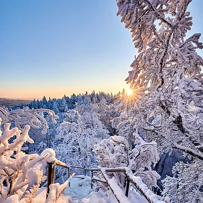 Verschneiter Weg mit Geländer im Winterwald bei Sonnenuntergang und klarem Himmel.