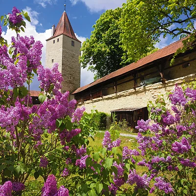 Blühender Flieder vor einer mittelalterlichen Steinmauer mit Turm und rotem Ziegeldach.