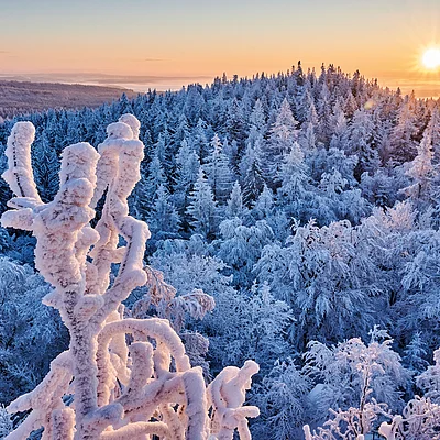 Winterwald mit schneebedeckten Bäumen bei Sonnenaufgang und klarem Himmel im Hintergrund
