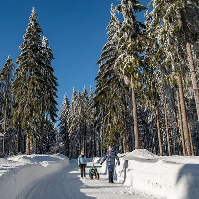Winterweg im Wald mit hohen Tannen, drei Personen, eine zieht ein Kind auf einem Schlitten.