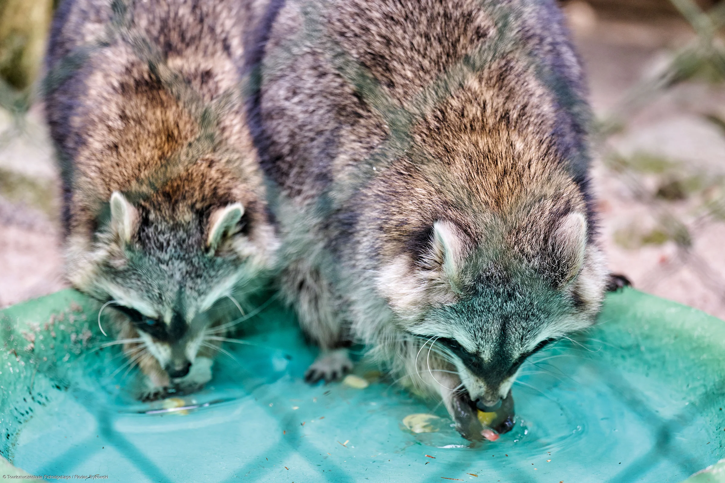 Zwei Waschbären trinken Wasser aus einem grünen flachen Behälter hinter einem Drahtzaun.