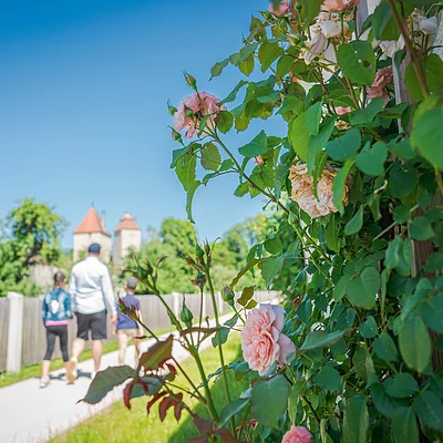 Rosenstrauch im Vordergrund, Personen auf einem Weg, im Hintergrund ein Gebäude mit Türmen.