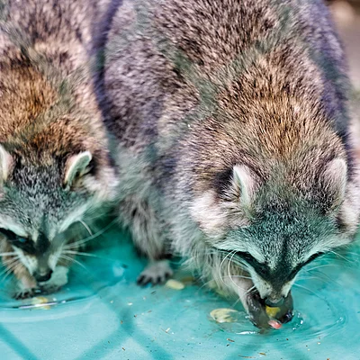 Zwei Waschbären trinken Wasser aus einem grünen flachen Behälter hinter einem Drahtzaun.