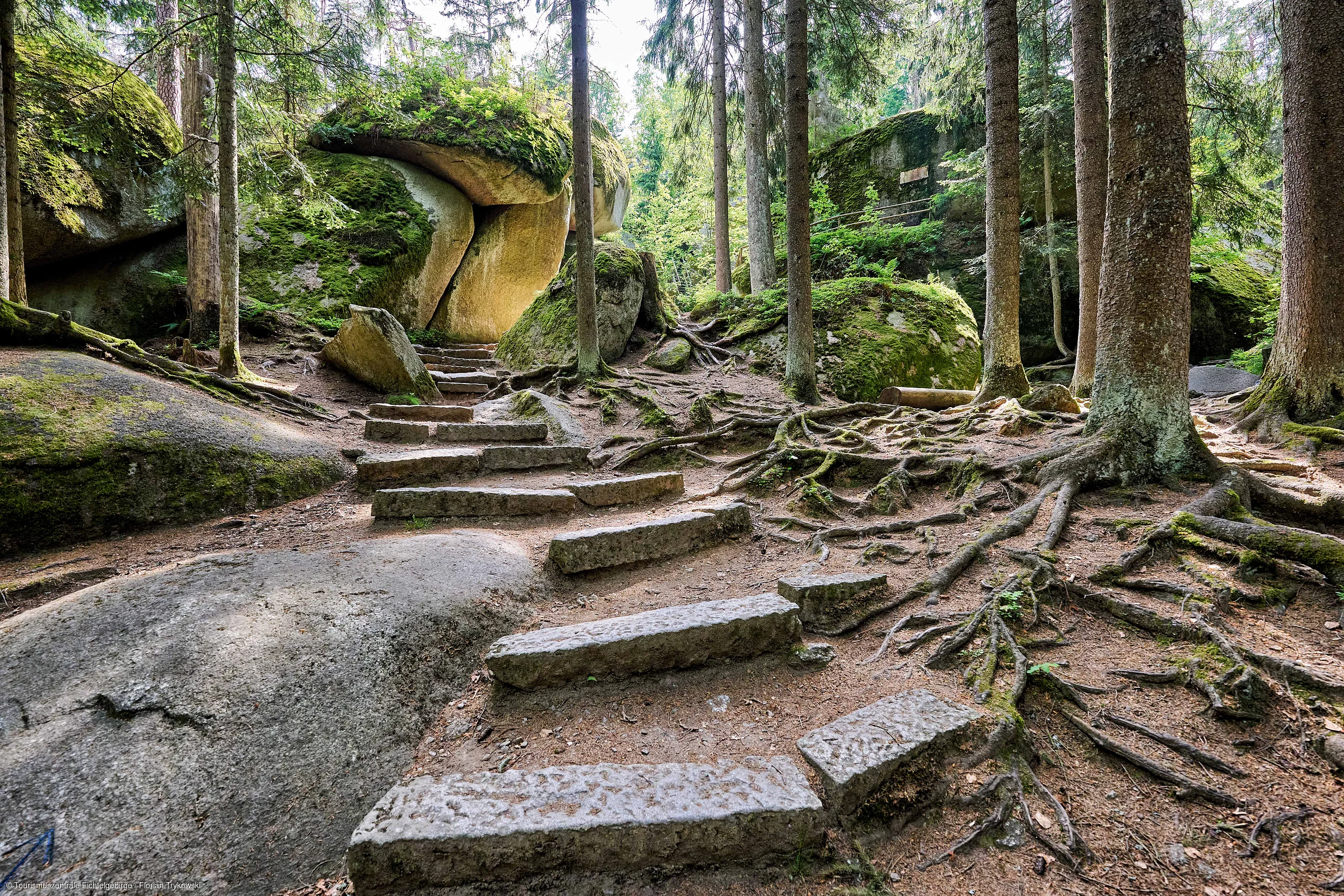 Waldweg mit steinernen Stufen, umgeben von Bäumen, Wurzeln und moosbedeckten Felsen.