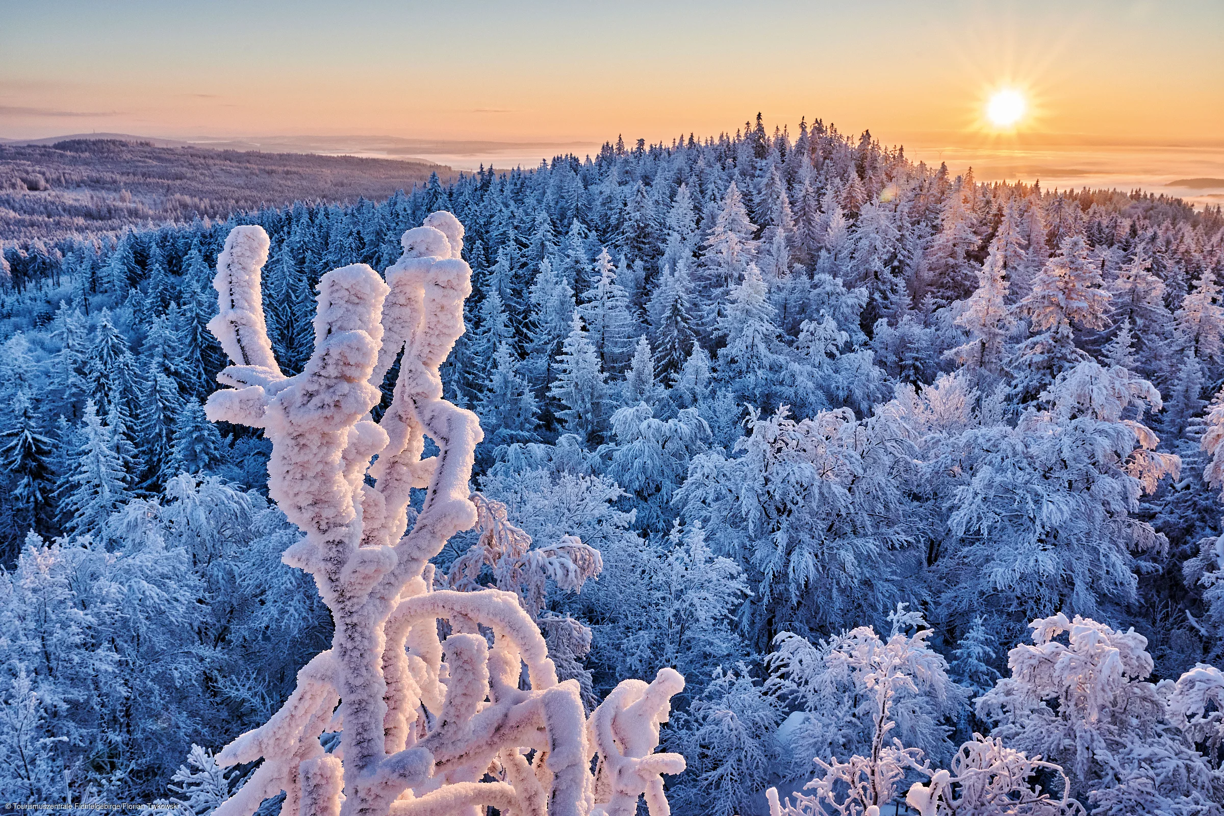 Winterwald mit schneebedeckten Bäumen bei Sonnenaufgang und klarem Himmel im Hintergrund
